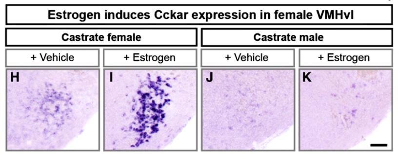 CHOLECYSTOKININ A RECEPTOR (Cckar) EXPRESSZIÓ INDUKCIÓJA ÖSZTROGÉN HATÁSÁRA Xu X.