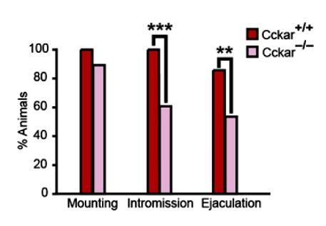 CHOLECYSTOKININ A RECEPTOR (Cckar) HIÁNYÁNAK HATÁSA