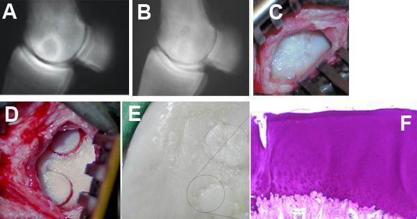 azonos oldali mediális meniscus miatt ezt a lovat csak tenyészménként tudták tovább használni, de kondíciója, életkedve és a korábbi sántasága így is sokat javult.