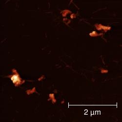 Bórnitrid nanocsövek Datz Dániel Lokális hibahely X.G. Xu, B.G. Ghamsari, J. H. Jiang, L. Gilburd, G.O. Andreev, C.Zhi, Y.