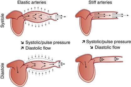 Artériás stiffness jelentősége Szélkazánfunkció Önálló cardiovascularis rizikófaktor, prediktív tényező 62-64%-os öröklődést találtunk magyar ikreknél (Hypertens Res) Mediterrán populáció -