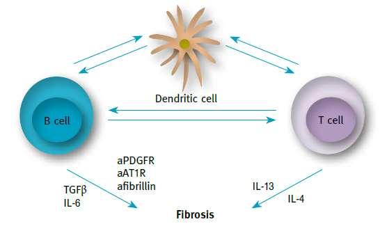 The Role of B Cells in the Pathogenesis of Systemic Sclerosis