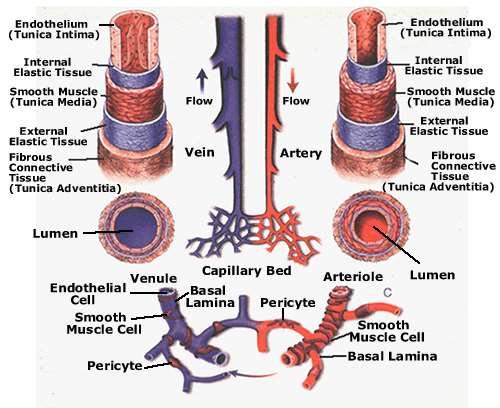 Endothelium - EC Érfal VSMCs Pericyták