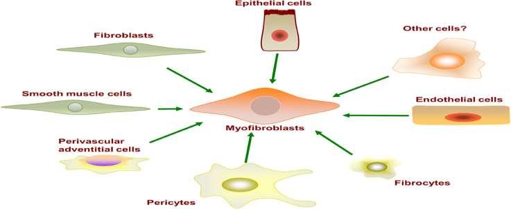 Myofibroblastok központi