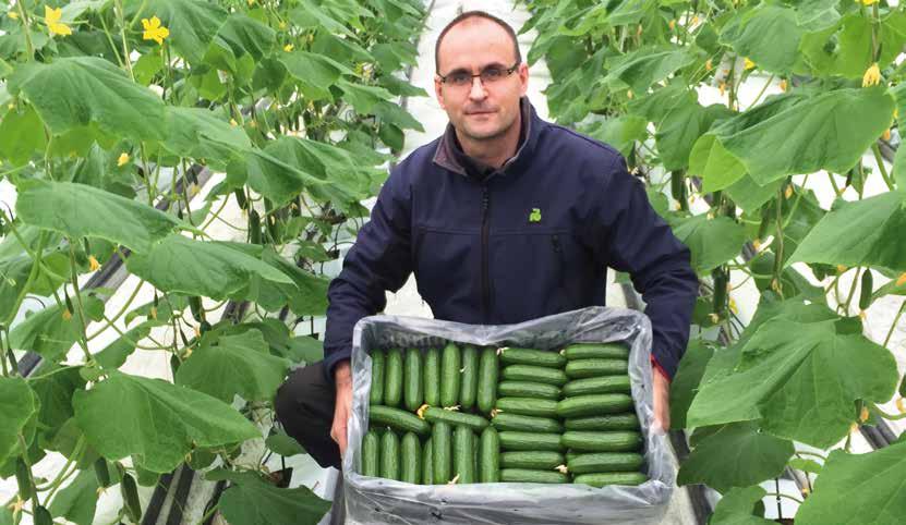 Snack uborka Mini kígyóuborka Választékbővítésre elsőrangúan alkalmas típus. Mérete miatt az 1-2 személyes háztartások részére mindenképp praktikusabb, mint a nagyobb kígyóuborkák.