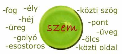 114 54. Egészítsd ki a szavakat! Másold le őket NAGYBETŰvel! látá s em szem olyó sze üreg zemhéj szemle cse 55.