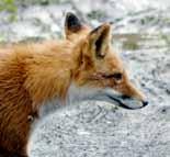 Minél délebbre él a róka, annál meleg van. Minél kis a róka füle, annál kis a testfelülete. Minél kis a róka testfelülete, annál kis a hővesztesége.