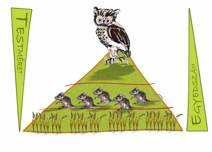 41. Nézd meg a táplálkozási piramist! Egészítsd ki a mondatokat a rajz szerint! 47 A megeszi az, amelyek megeszik a. A a termelők, az egerek az elsődleges, a pedig a.