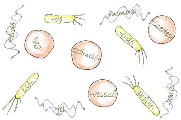 7. Egészítsd ki a mondatokat! Ha a baktériumnak gömb alakja van, gömb alakú baktériumnak hívjuk. Ha a baktériumnak pálcika alakja van, baktériumnak hívjuk.