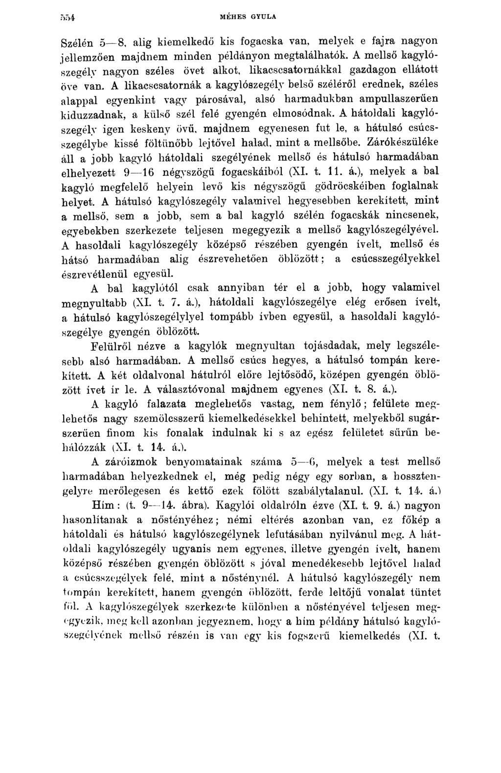 Ö54 MÉHES GYULA Szélén 5 8, alig kiemelkedő kis fogacska van, melyek e fajra nagyon jellemzően majdnem minden példányon megtalálhatók.