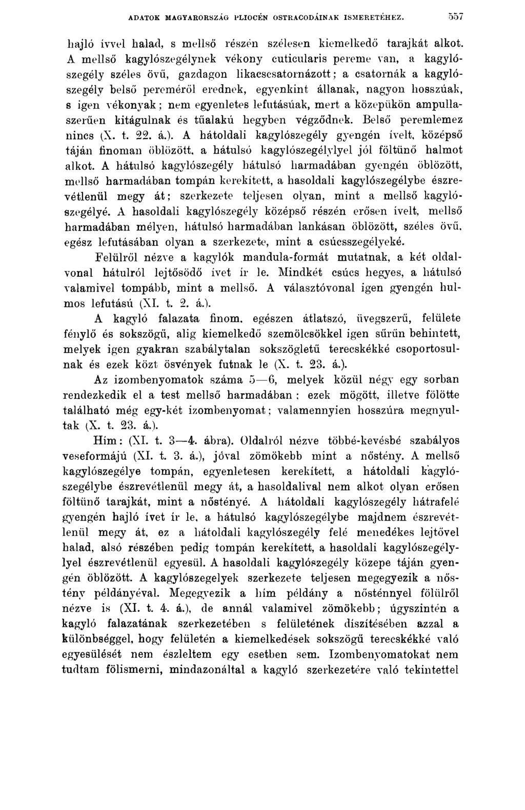 ADATOK MAGYARORSZÁG PLIOCÉN OSTRACODÁINAK ISMERETÉHEZ. 557 hajló ívvel halad, s mellső részén szélesen kiemelkedő tarajkát alkot.