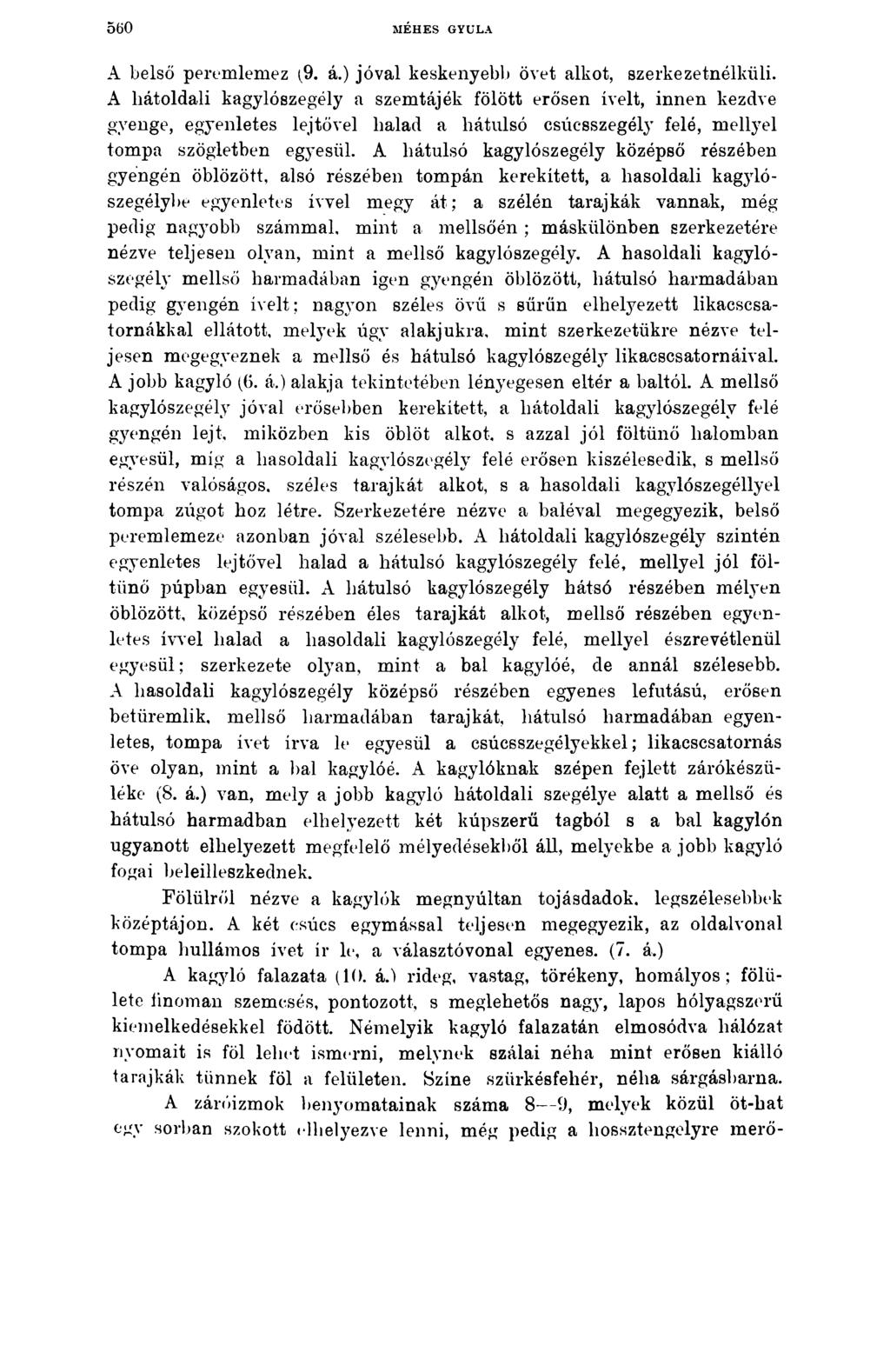 560 MÉHES GYULA A belső peremlemez (9. á.) jóval keskenyebb övét alkot, szerkezetnélküli.