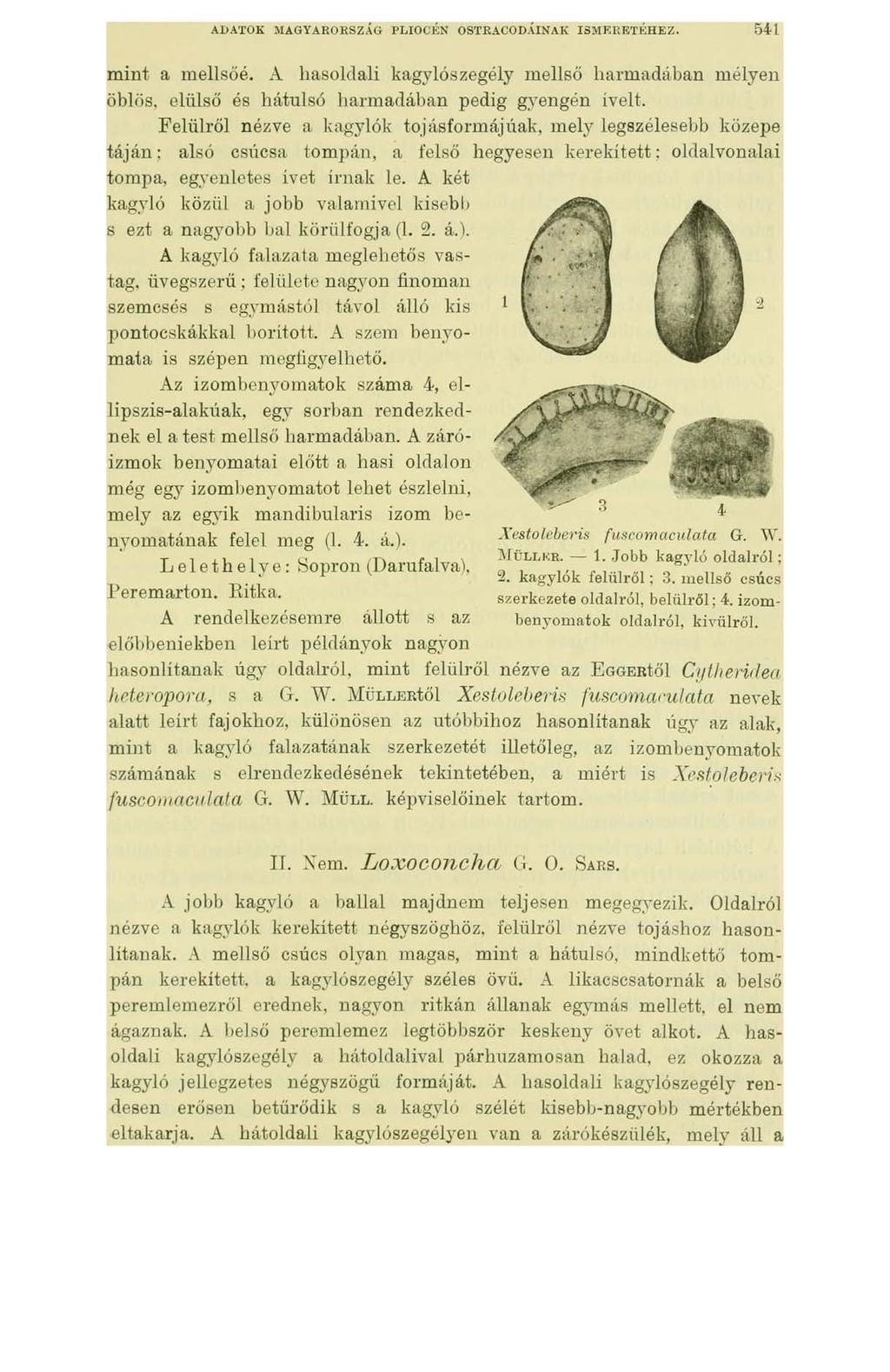 ADATOK MAGYARORSZÁG PLIOCÉN OSTRACODÁINAK ISMERETÉHEZ. 541 mint a mellsőé. A liasoldali kagylószegély mellső harmadában mélyen öblös, elülső és hátulsó harmadában pedig gyengén iveit.