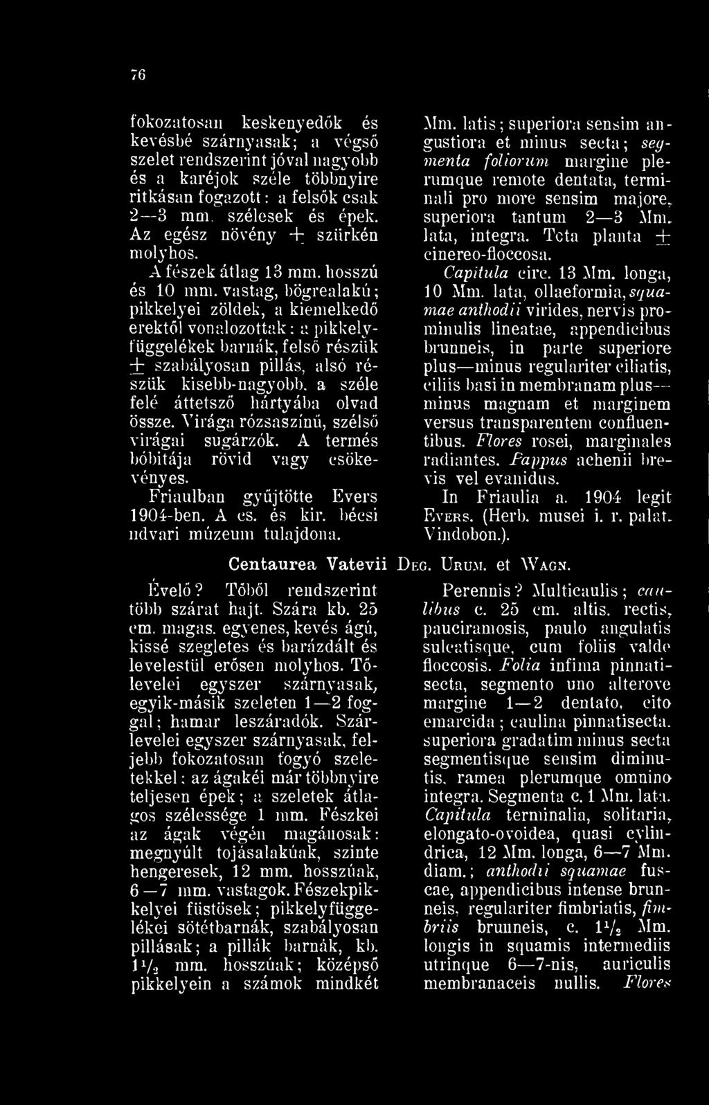 össze. Virága rózsaszín, széls virágai sugárzók. A termés bóbitája rövid vagy esökevényes. Friaulban gyjtötte Evers 1904-ben. A cs. és kir. bécsi udvari múzeum tulajdona. Centaurea Vatevii Ével?
