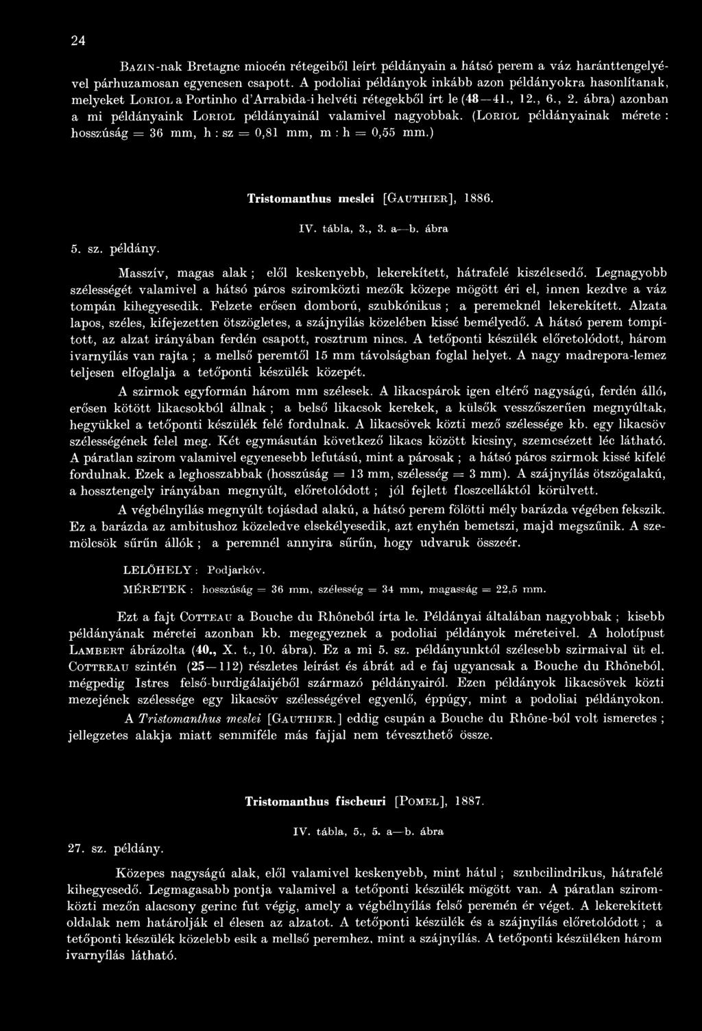 Legnagyobb szélességét valamivel a hátsó páros sziromközti mezők közepe mögött éri el, innen kezdve a váz tompán kihegyesedik. Felzete erősen domború, szubkónikus ; a peremeknél lekerekített.