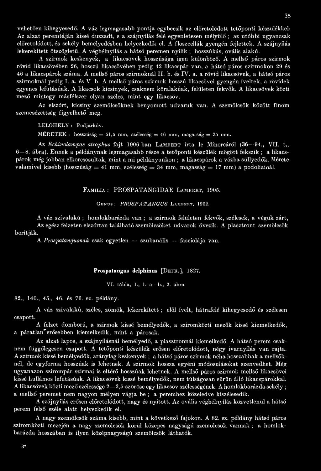 A mellső páros szirmok rövid likacsövében 26, hosszú likacsövében pedig 42 likacspár van, a hátsó páros szirmokon 29 és 46 a likacspárok száma. A mellső páros szirmoknál II. b. és IV. a. a rövid likacsövek, a hátsó páros szirmoknál pedig I.
