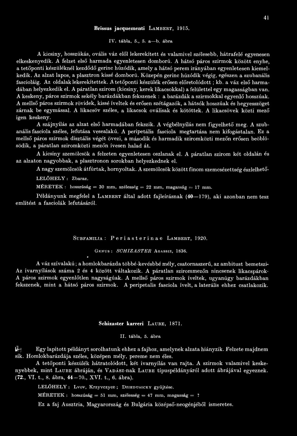 Az alzat lapos, a plasztron kissé domború. Közepén gerinc húzódik végig, egészen a szubanális fascioláig. Az oldalak lekerekítettek. A tetőponti készülék erősen előretolódott ; kb.