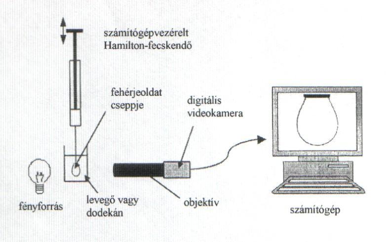kifejezés segítségével. A dilatációs modulusz két komponensének az ismeretében a réteg viszkoelaszticitása számszerűen is jellemezhető.