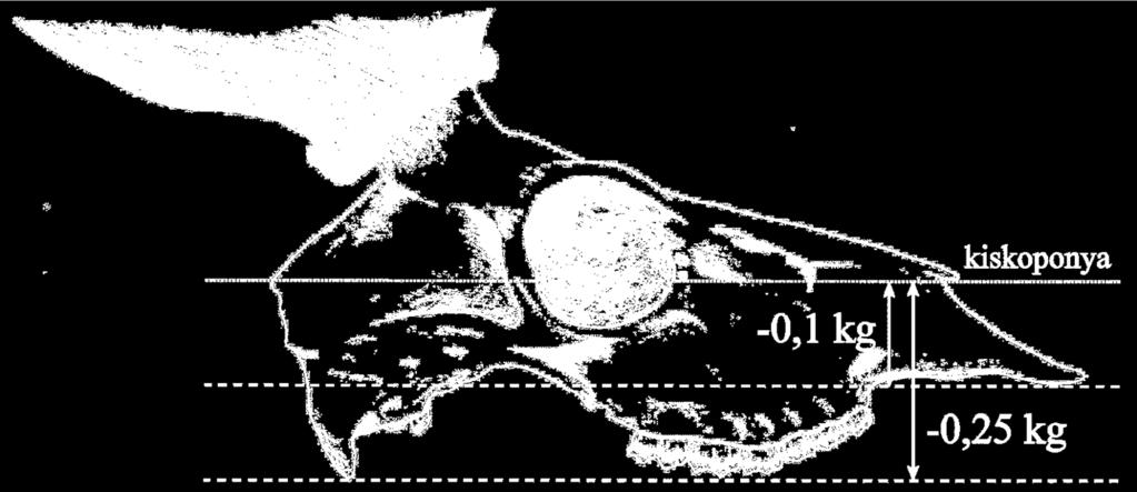 8. Száraz agancstömeg A bírálati lapon a kiskoponyás, orrcsonttal mért tömeget kell feltüntetni.