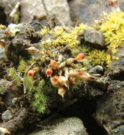 (Dicranum viride).