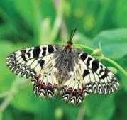 valamint a díszes és lápi tarkalepke (Euphydryas maturna és E. aurinia). felmérések során a fajok jelenlét-hiányáról, tápnövényeiről, az élőhely aktuális állapotáról történik adatgyűjtés.