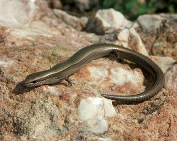 Ezek a vizsgálatok a kijelölt mintaterületek teljes kétéltű- és hüllő állományát (herpetofaunáját) követték nyomon.