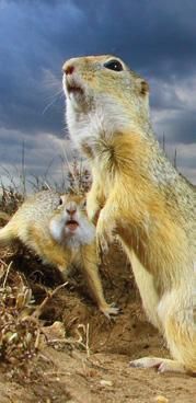 Ürge nyílt, rövid füvű pusztáink elsősorban növényi részekkel táplálkozó, fokozottan védett emlőse az ürge (Spermophilus citellus).