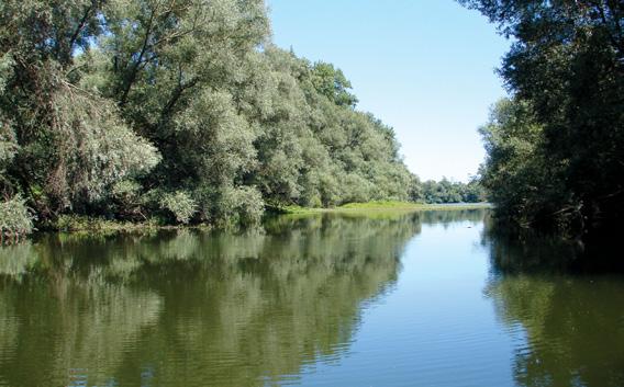 kis színjátszólepke Dráva természetvédelmi célú monitorozó program Dráva és ártere hazánk természetvédelmi szempontból egyik legértékesebb területe.