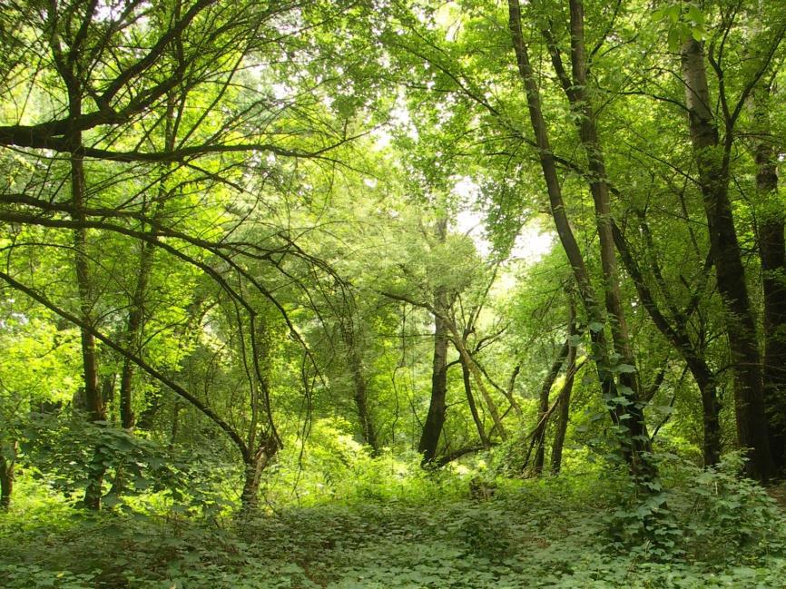 A cserje- és gyepszinten f ként az utóbbi inváziós fajok fiatal példányai a leggyakoribbak, a hamvas szeder (Rubus caesius), a nagy csalán (Urtica dioica) és a gyalogakác (Amorpha fruticosa) mellett.