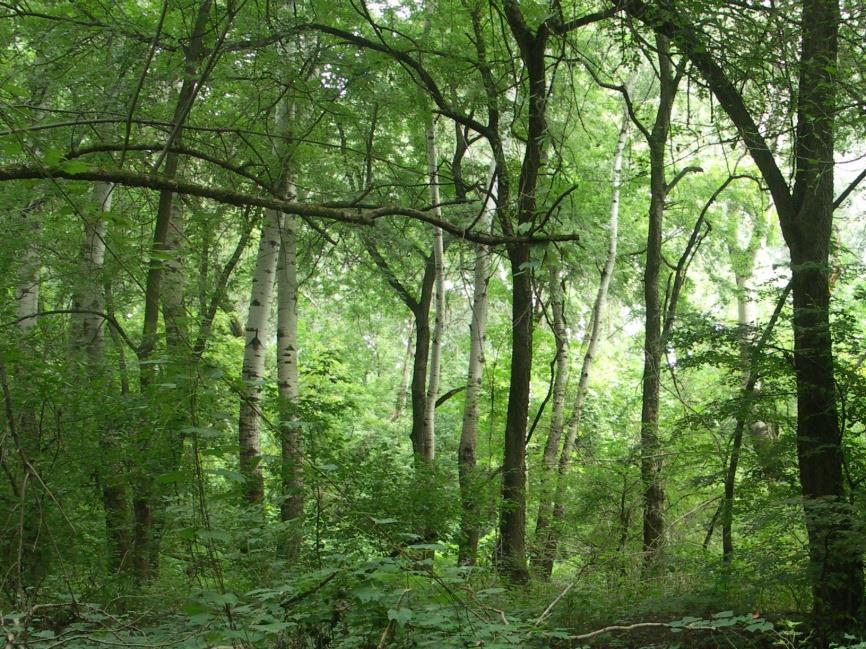 A területek abban térnek el egymástól, hogy, bár mindháromnál a leggyakoribb a két inváziós fafaj, a tiszavárkonyi területen (5-8. kép) a vezsenyi területhez (9-.