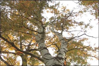 A fehér nyár gyakran hibridizál a rezg nyárral (Populus tremula), a fekete nyár pedig a nemesnyárral.