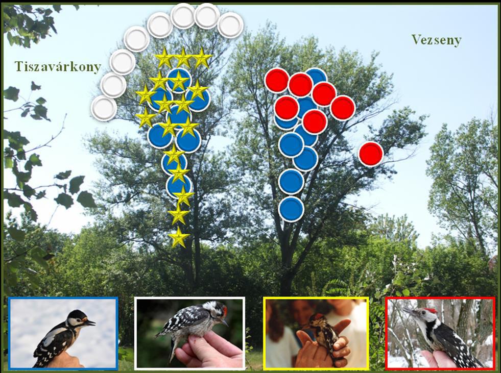 4. Eredmények 4. Mikrohabitat-használat 4.
