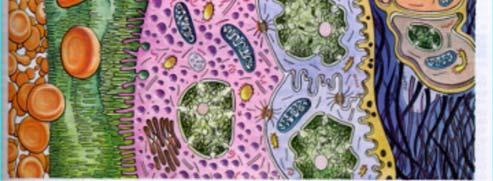 Cytotrophoblast Syncytiotrophoblast