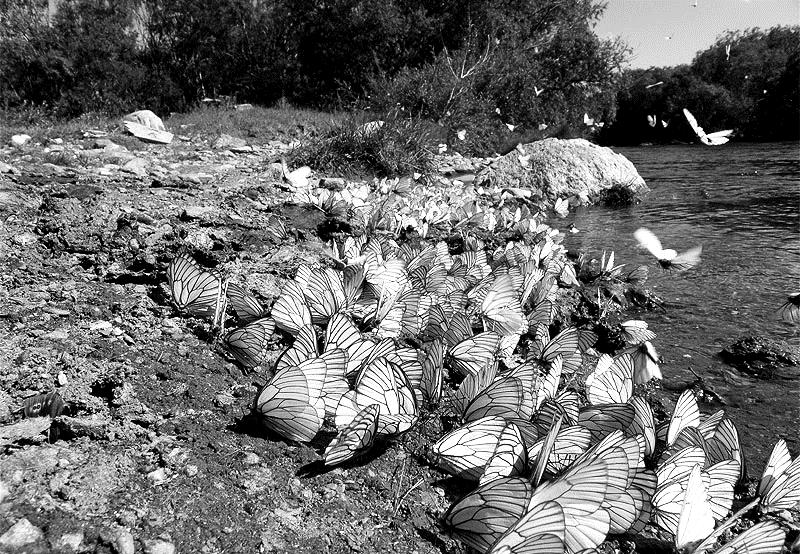 2. ábra. Galagonya özöndék (Aporia crataegi) rajzása.