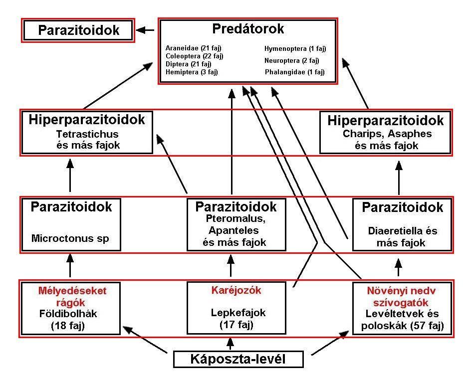 Táplálkozási hálózat a Brassica-n Root a fenti táplálkozási hálózatot rajzolta meg a Brassica-n talált fajok alapján.