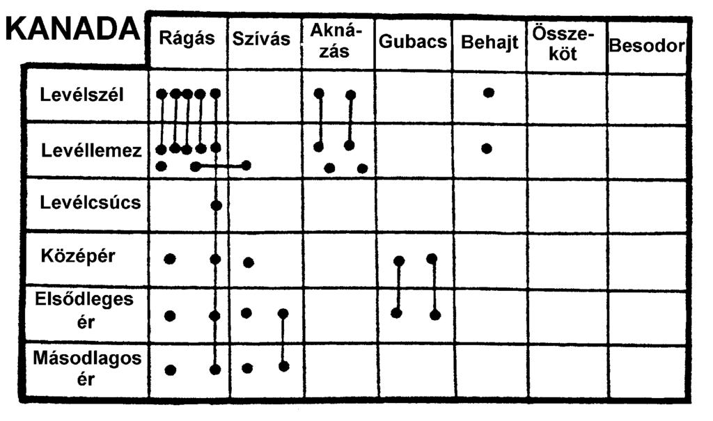 Hasonló nichek és parallel közösségek - 1 Quercus rubra-n