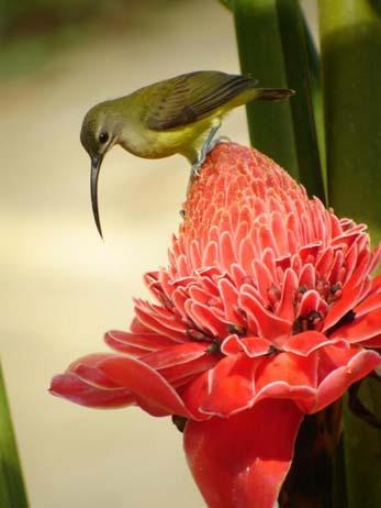 A 172, a Meliphagidae családba tartozó mézevő madárfaj Ausztráliában és Új- Guineában honos.