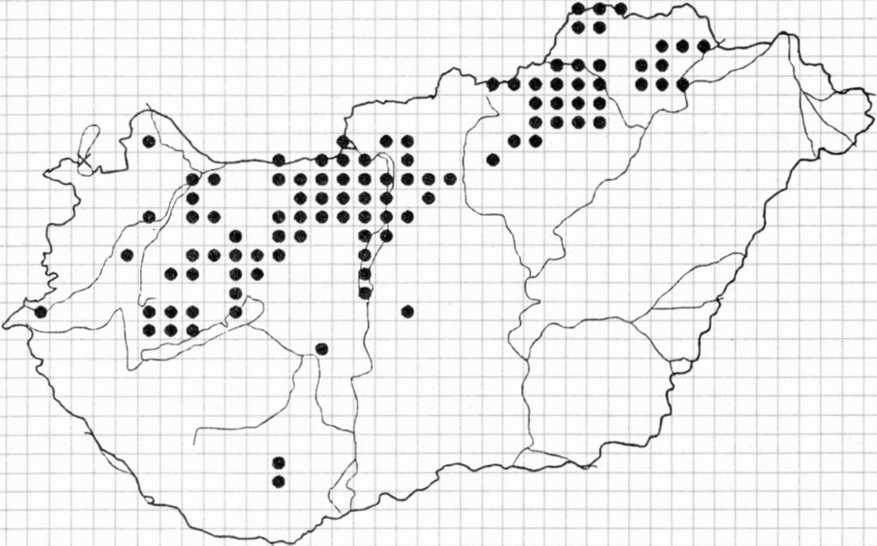 + Cerasus mahaleb (Prunus