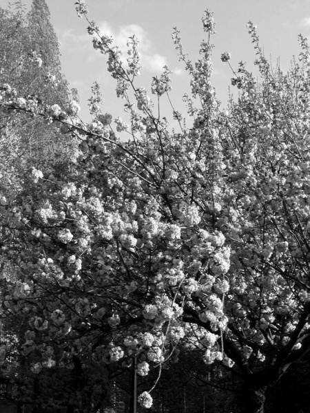 Cerasus serrulata (Prunus