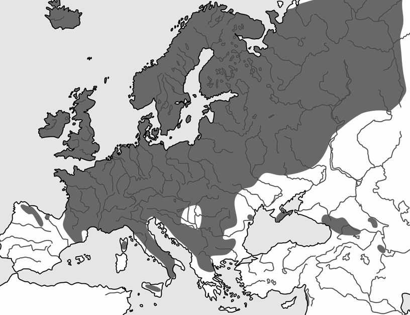 ++ Sorbus aucuparia