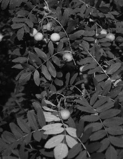 + Sorbus