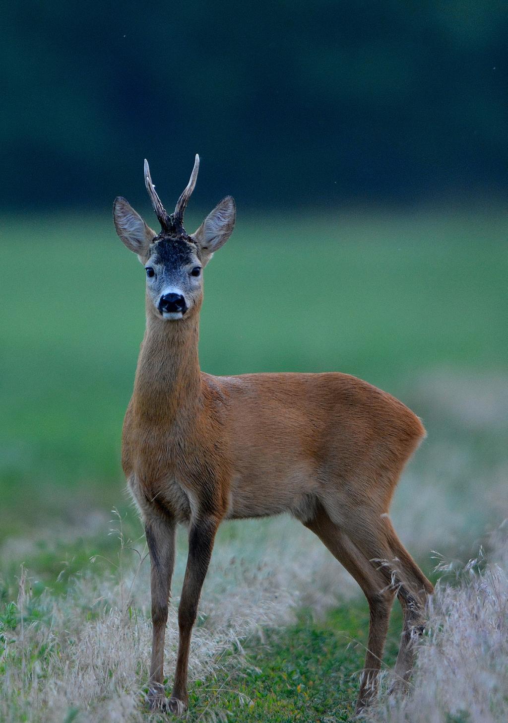 A Fővárosi és Pest megyei