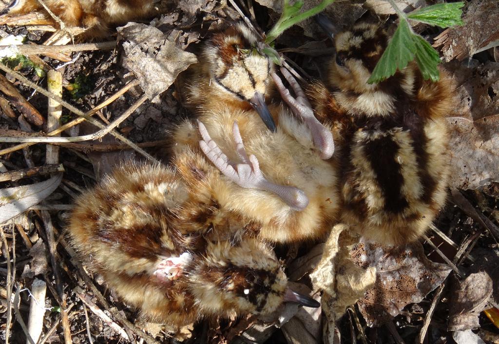 Miután látható volt, hogy a csibék csupán néhány órával azelőtt kelhettek ki, gyorsan elhagyta a helyet, hogy ne zavarja a visszatérő tojót Megemlítendő még, hogy a terület a vaddisznók által