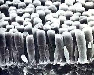 A receptorok A retina elektronmikroszkópos képe: a pálcikák és a közöttük a csapok A nappali látás receptorai a csapok