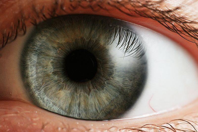 A pupilla szabályozza a szembe jutó fény mennyiségét Fény adaptáció: a környezeti fénysűrűséghez való igazodás, pupilla átmérő csökken a növekvő fénysűrűséggel: 8.