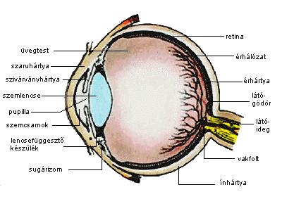 A lencse A szemlencse fizikája: törőképesség
