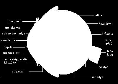 mechanizmusa (lencse függesztő rostok)