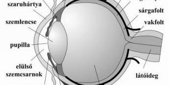 hu A szem törıközegei Akkomodáció Cornea csarnokviz szemlencse - üvegtest