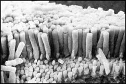 érzéklet (agy) Külsı szegmentum 35 µm (~1000 korong) Pálcika Csap Korongok Citoplazma