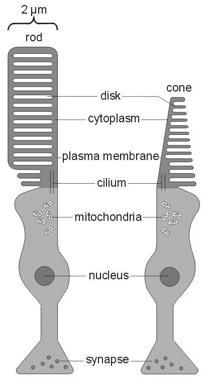 szegmentum Mitokondrium Sejtmag Szinapszis Pálcikák (~125 millió db) Kis fényintenzitás
